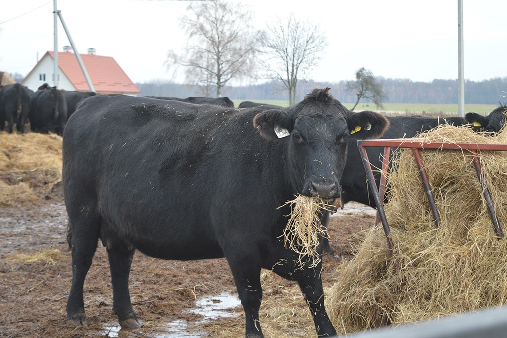 В Калининградской области наметилось сокращение поголовья крупного рогатого скота
