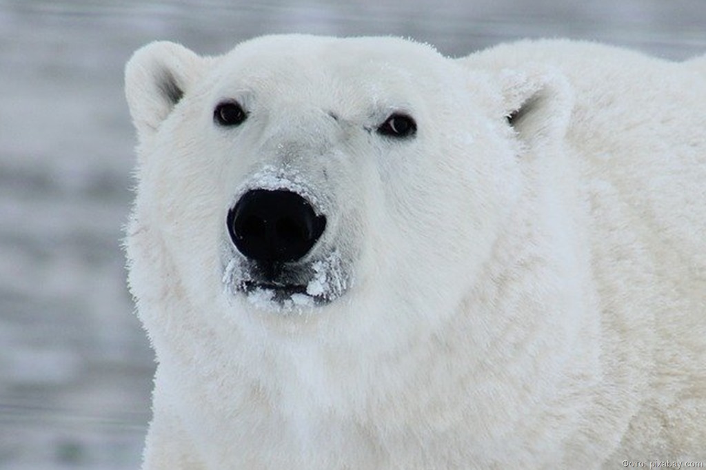 polar-bear-404314_1280