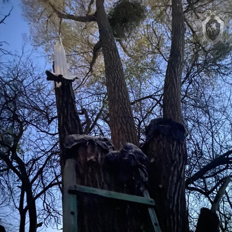 Упавшая ветка дерева убила калининградца на дачном участке