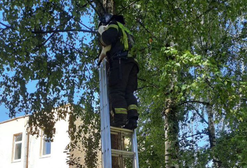 Спасателям пришлось спасть кота с дерева в Гурьевске