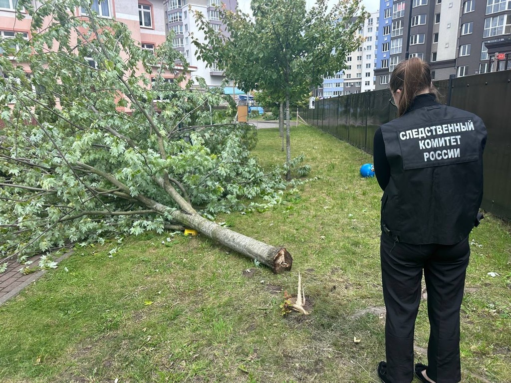 ЧП в калининградском детском саду: ребёнок пострадал от упавшего дерева