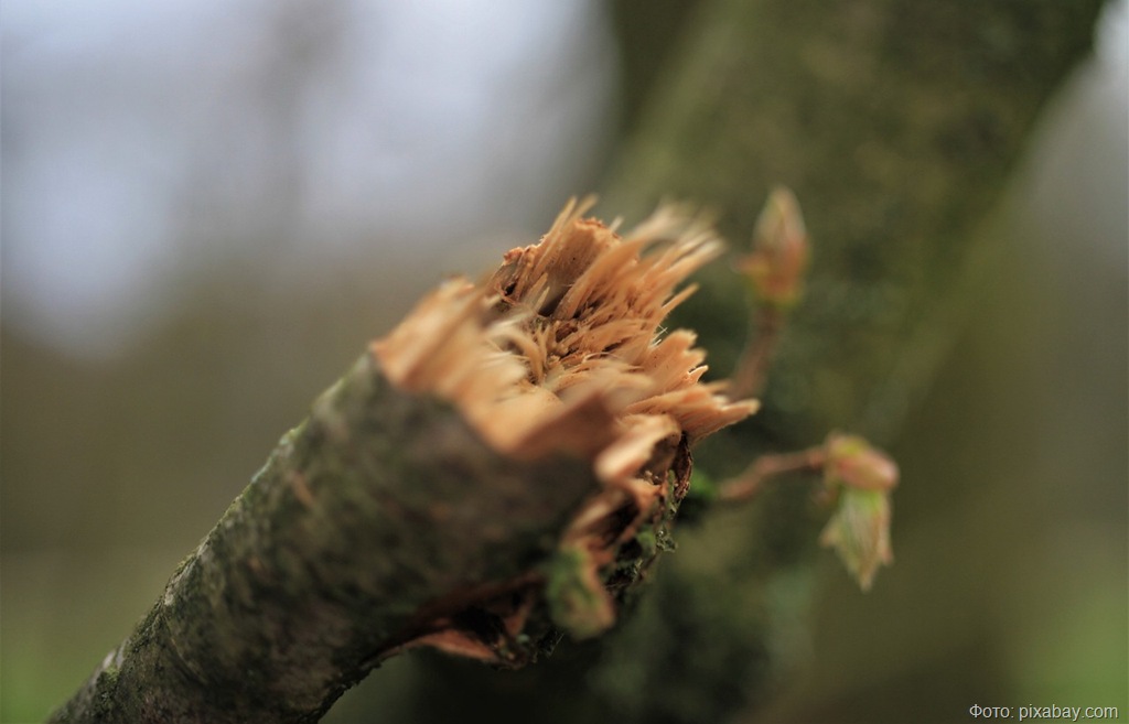 В Калининградской области устраняют последствия штормового ветра В Калининградской области устраняют последствия штормового ветра