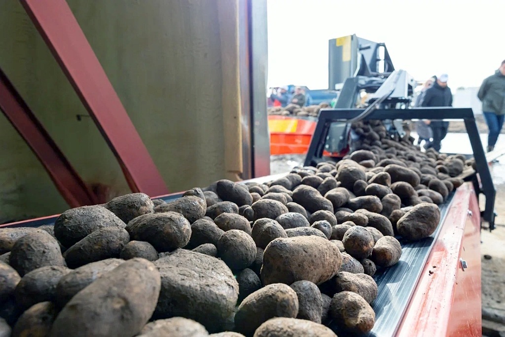 Калининградские фермеры несут потери из-за затяжных дождей