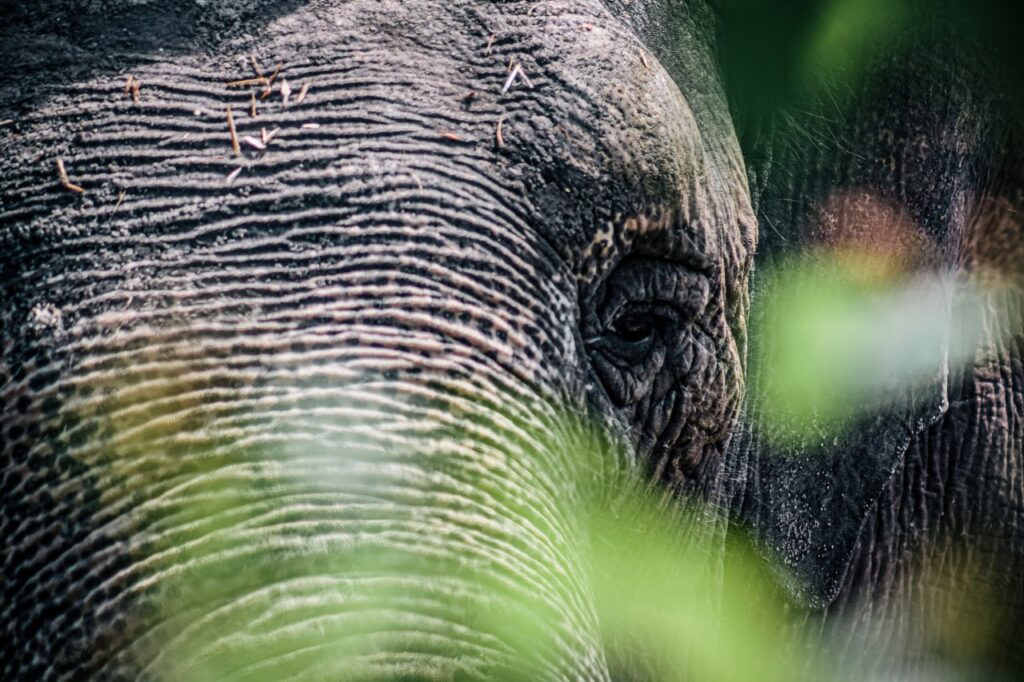 Слониха Преголя. Фото: Зоопарк Калининграда