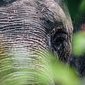 Слониха Преголя. Фото: Зоопарк Калининграда