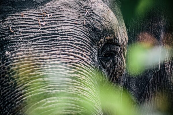 Слониха Преголя. Фото: Зоопарк Калининграда