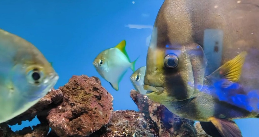 В Музее Мирового океана больше 20 лет живёт рыба, которая за это время полностью сменила имидж