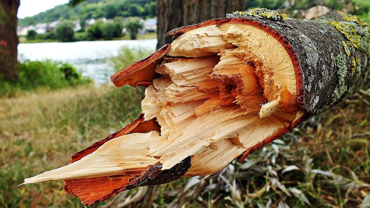 Фото: pixabay.com
