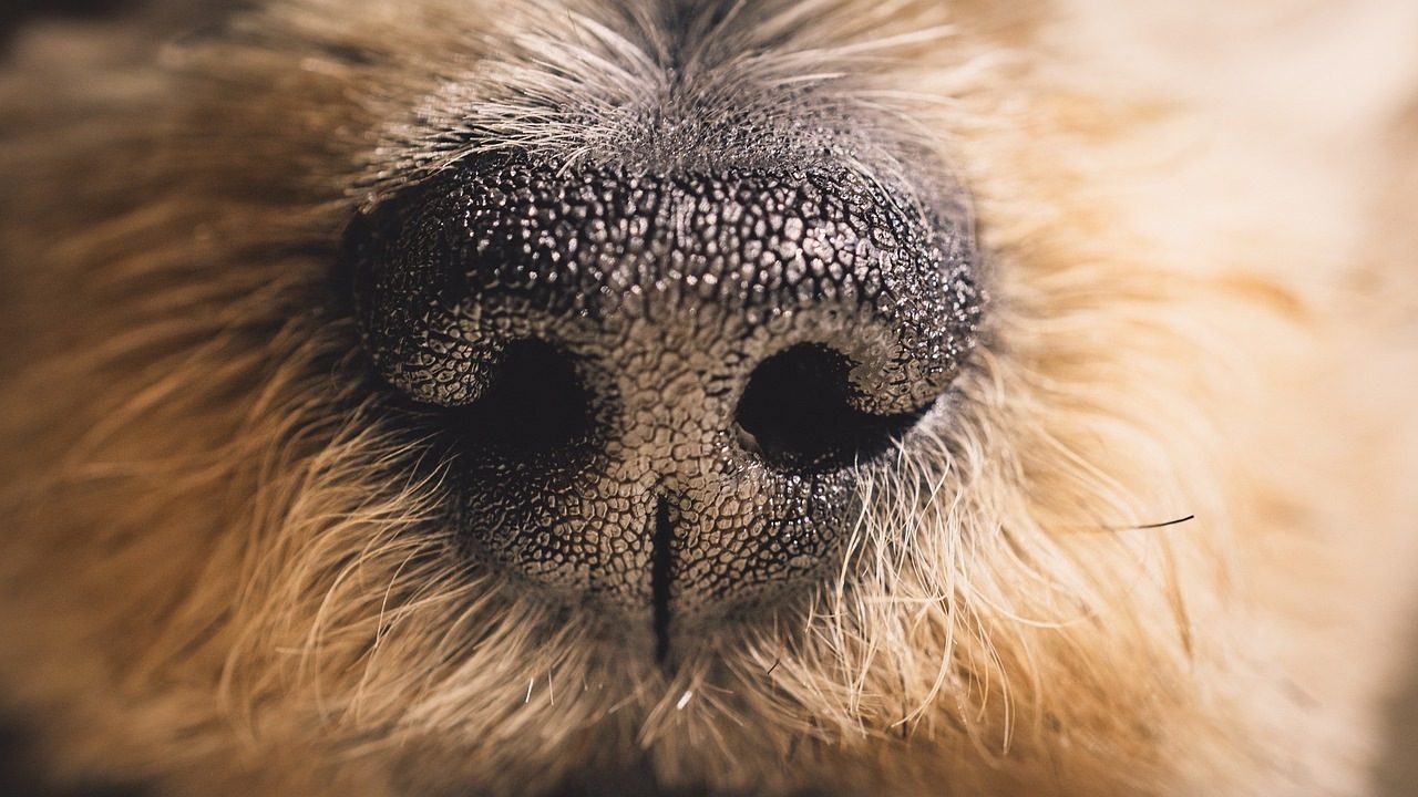 Фото: pixabay.com